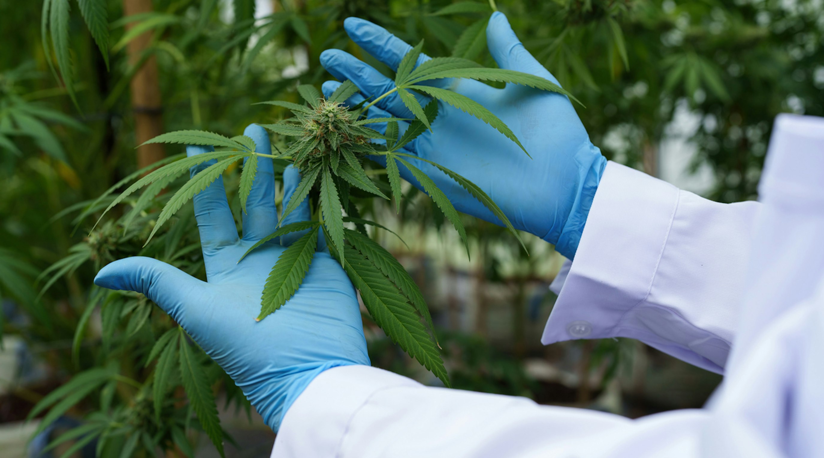 5 common medical cannabis myths and misconceptions debunked 5 common medical cannabis myths and misconceptions debunked