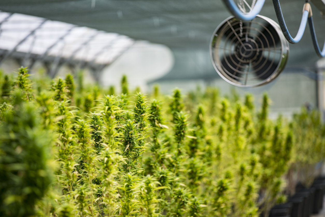 Cannabis cultivation regulation UK