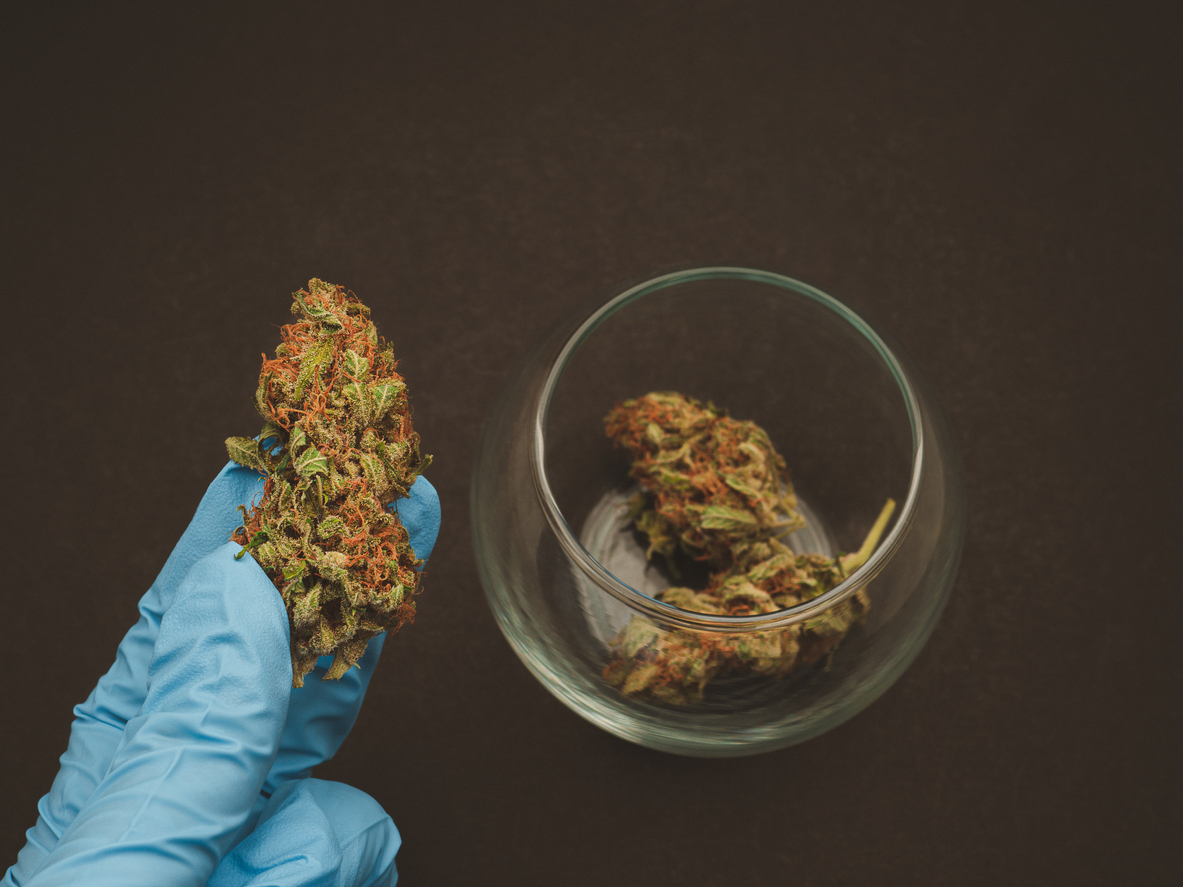 Understanding medical cannabis A guide for Fibromyalgia patients