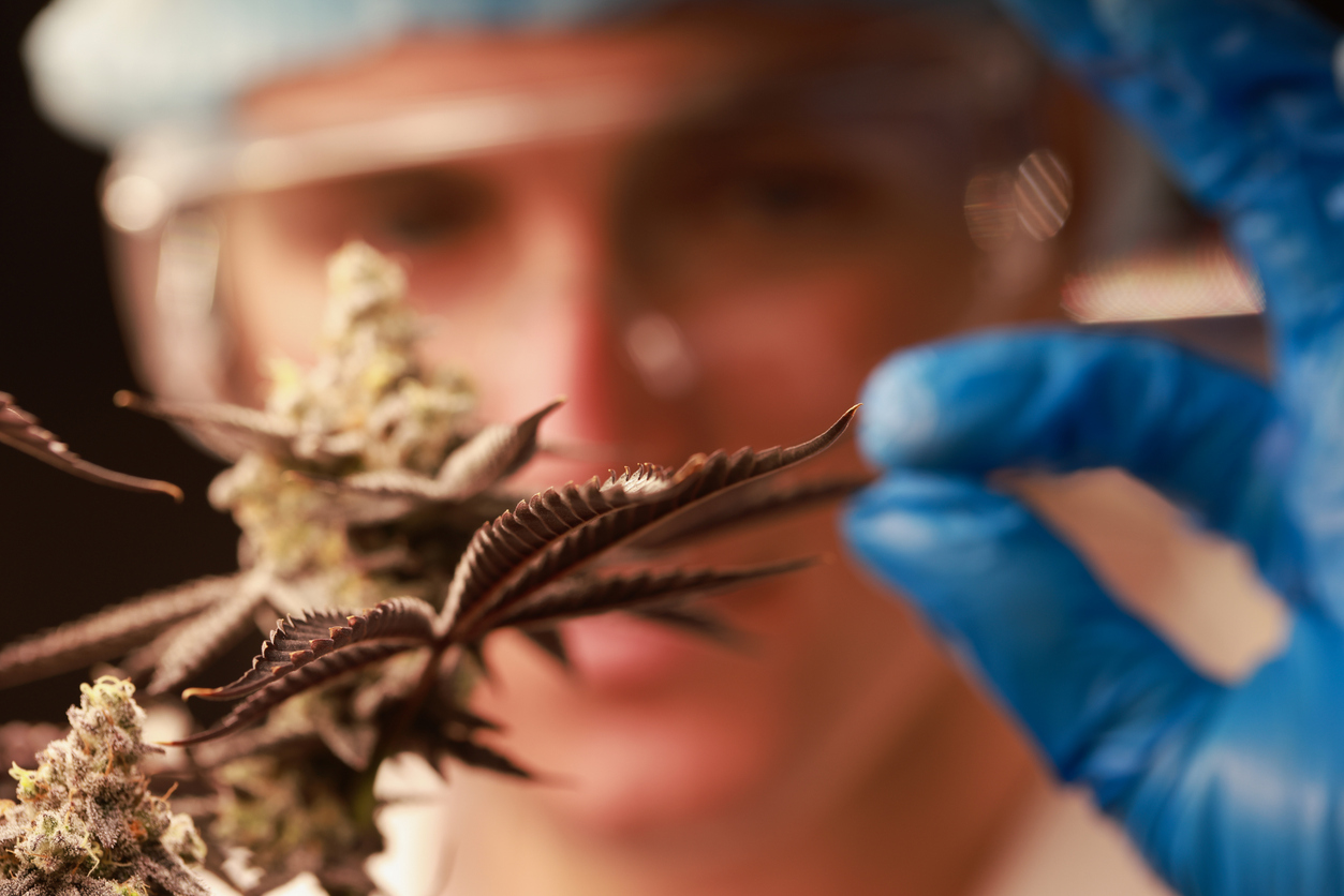 Statistics on medical cannabis in the UK