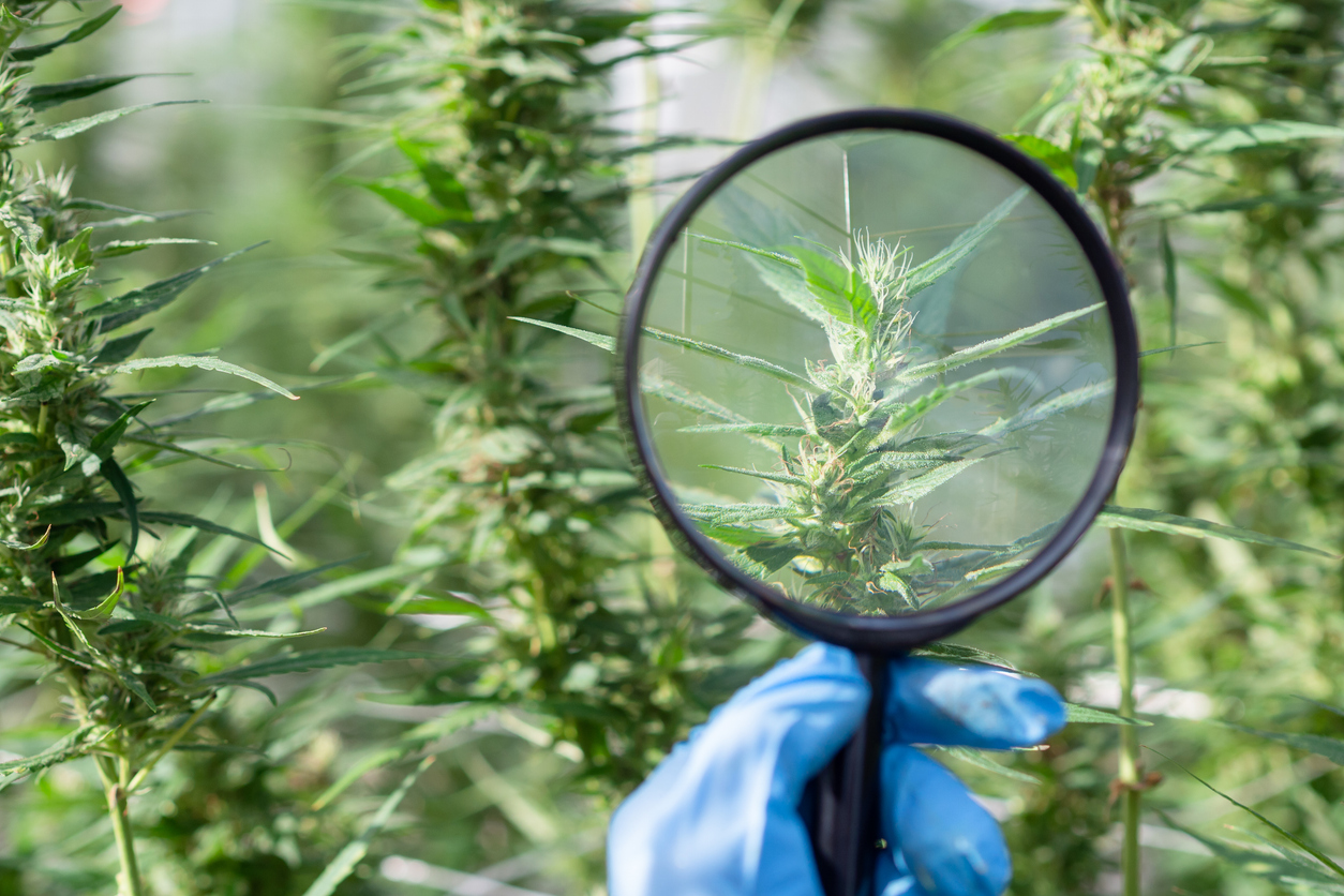 An Overview of the legalisation of medical cannabis in the UK