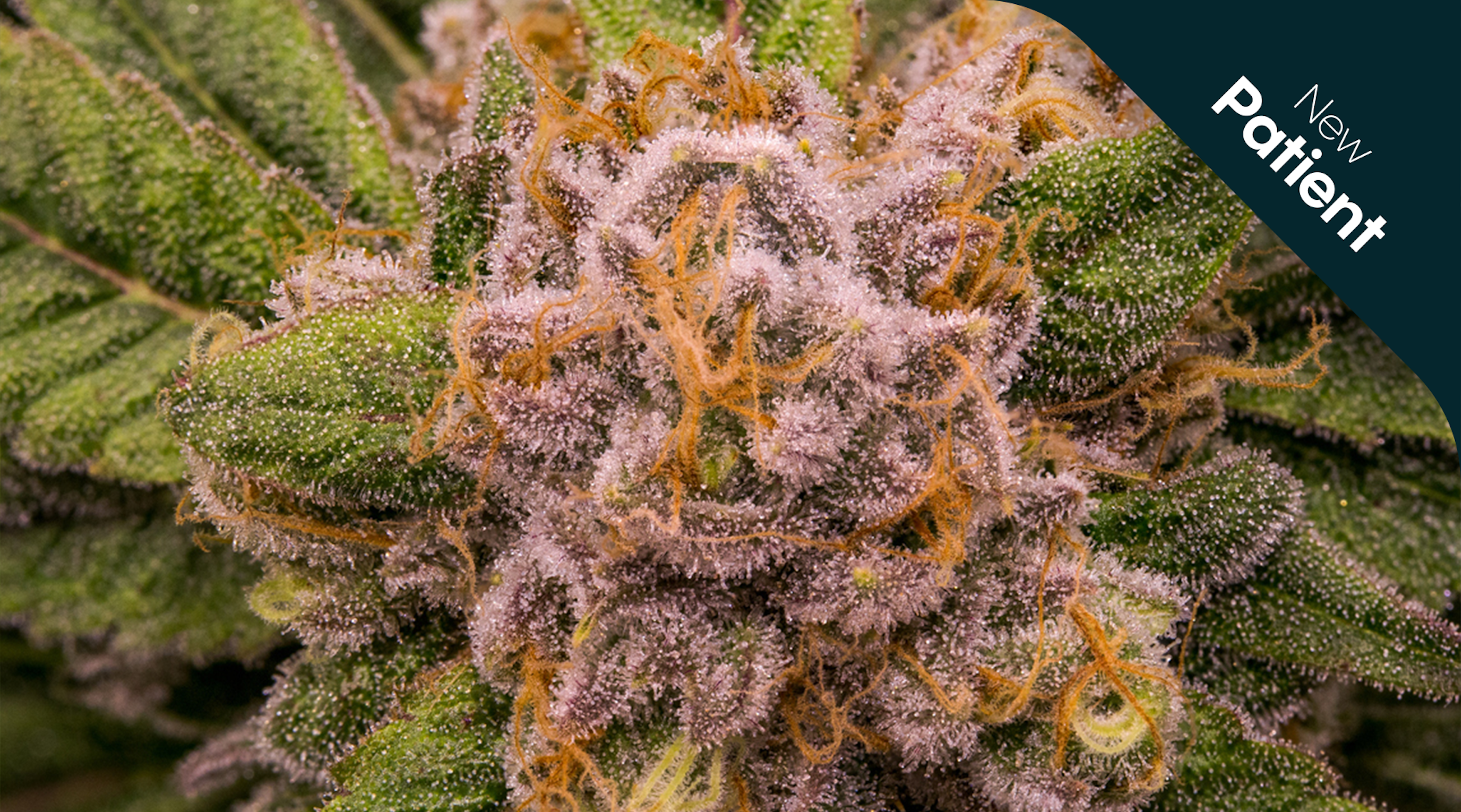 Exploring the Role of Terpenes Exploring the Role of Terpenes