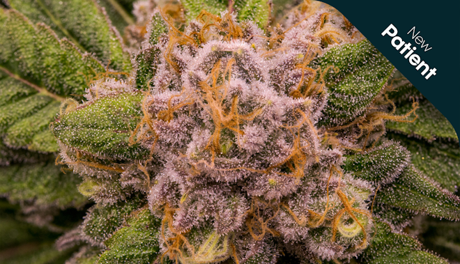 Exploring the Role of Terpenes