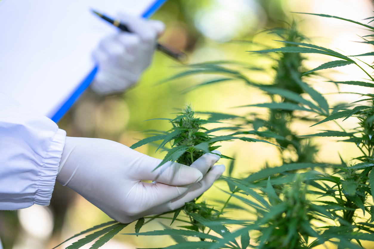 Amendments and updates that allow for the prescription of cannabis-based treatments in Ukraine