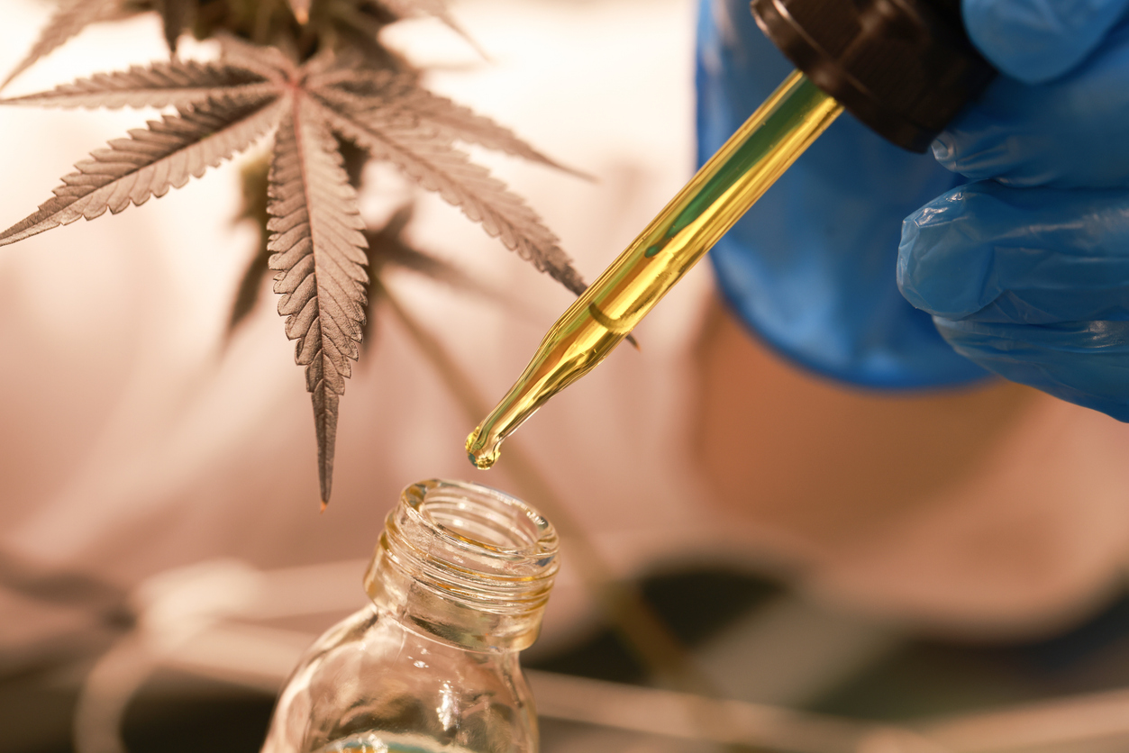 Legal recognition of the cannabis' therapeutic and medicinal applications 