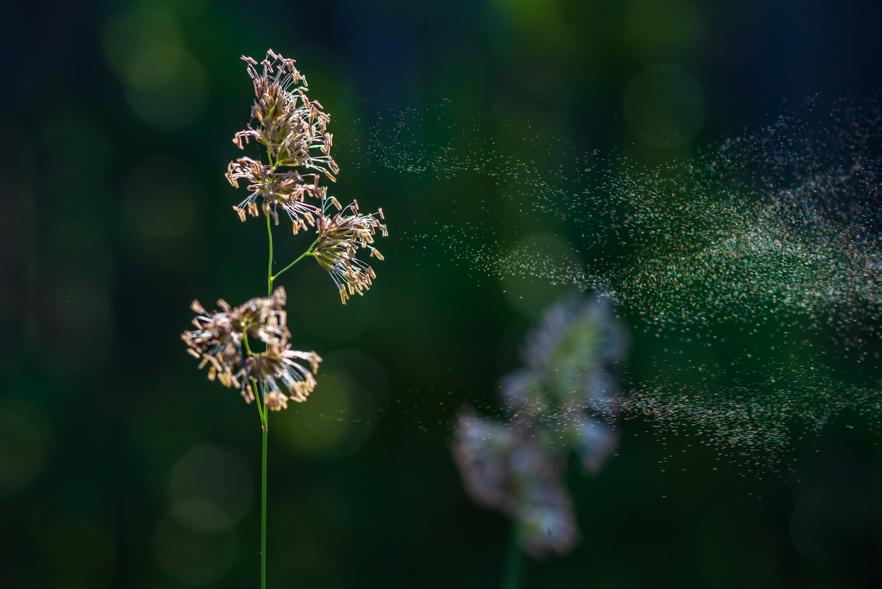 What causes hay fever 