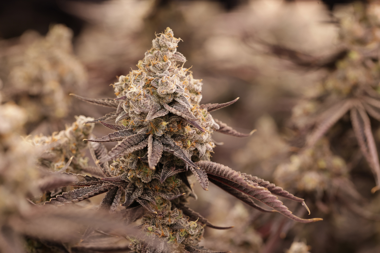 How does caryophyllene interact with the endocannabinoid system