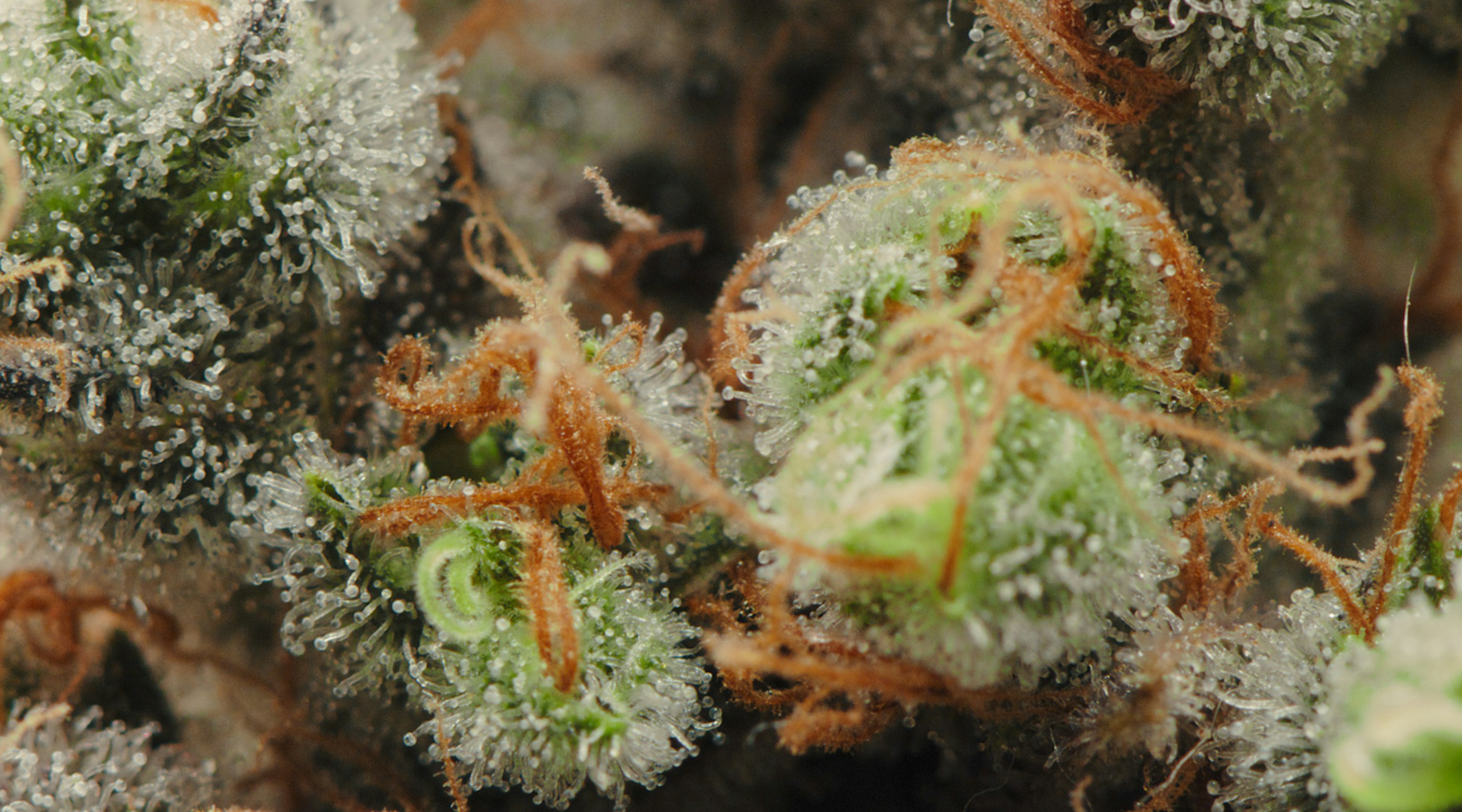 The Therapeutic Potential of Caryophyllene in Cannabis The Therapeutic Potential of Caryophyllene in Cannabis