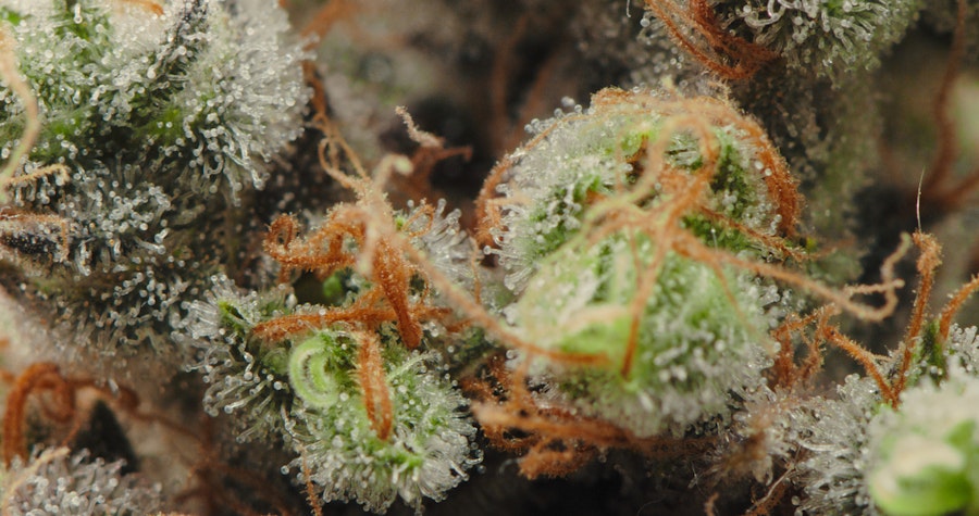 The Therapeutic Potential of Caryophyllene in Cannabis