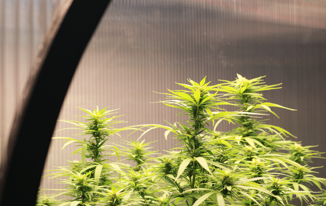 cannabis grow