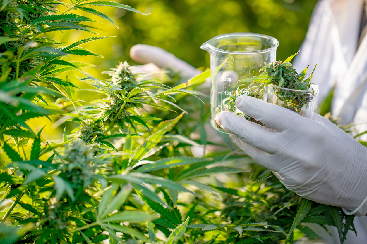 Separating medical and recreational cannabis
