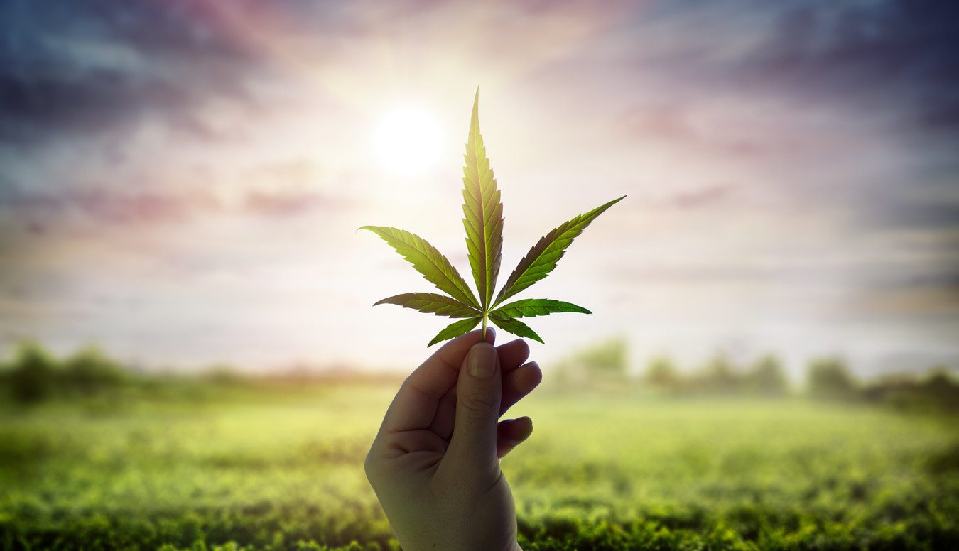 Sustainability in the Cannabis Sector