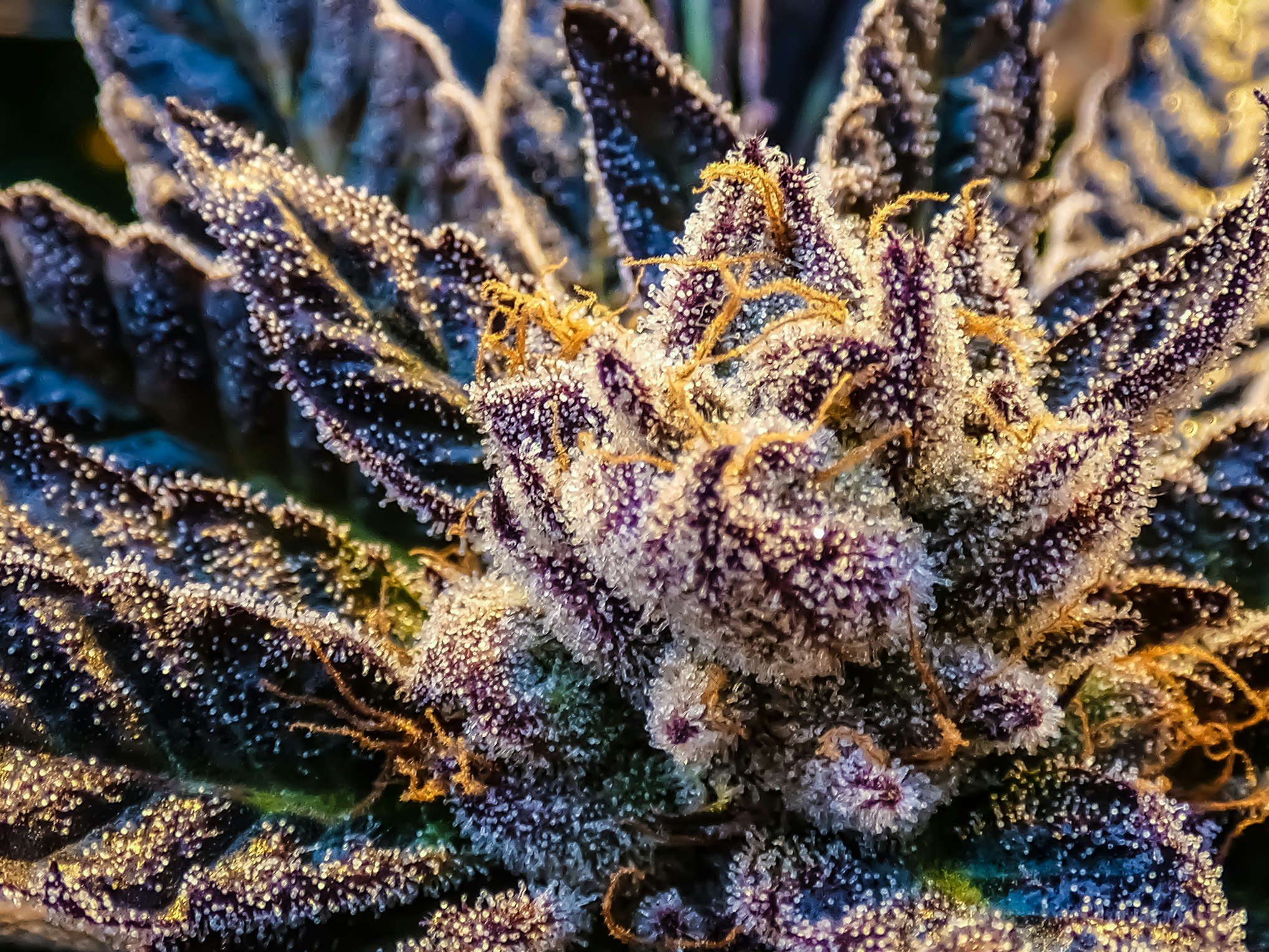 The medicinal potential of humulene in cannabis