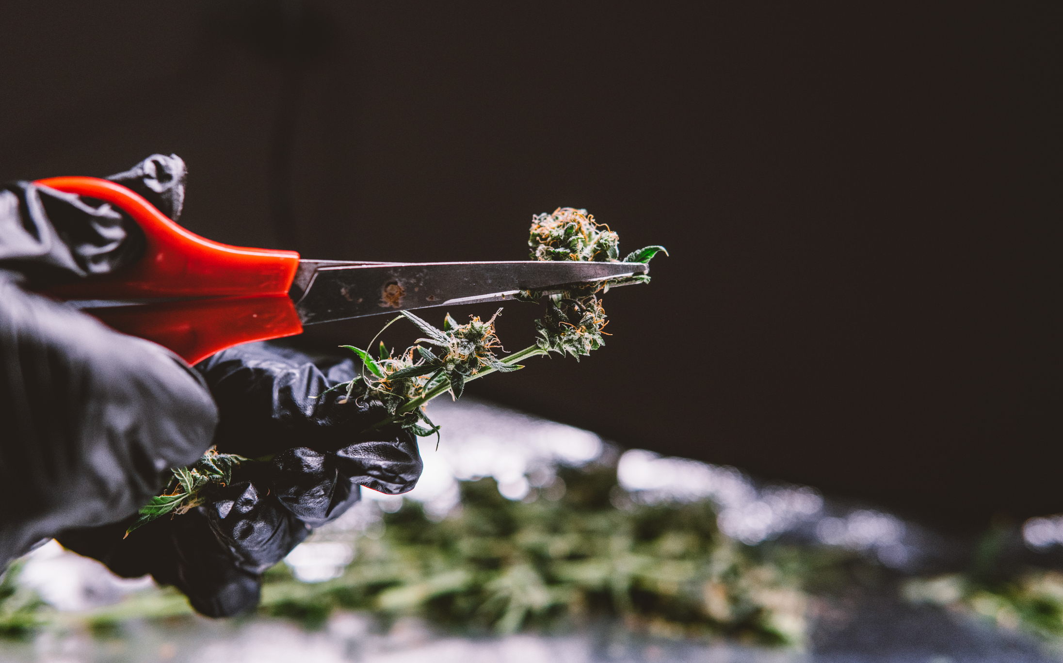 What makes humulene unique