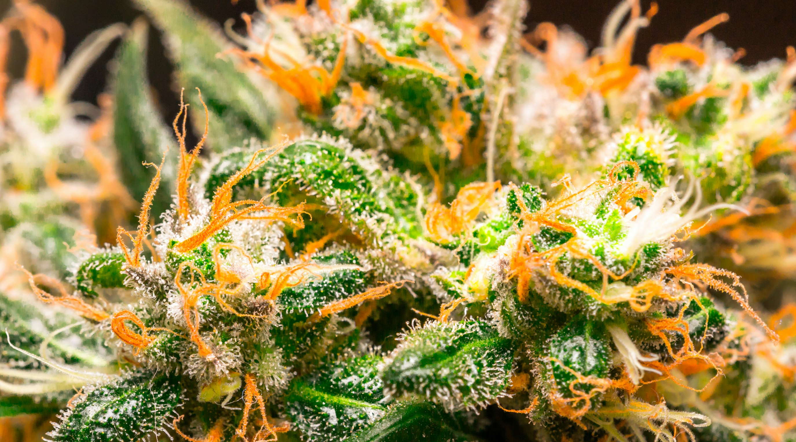 How does myrcene enhance medical cannabis How does myrcene enhance medical cannabis