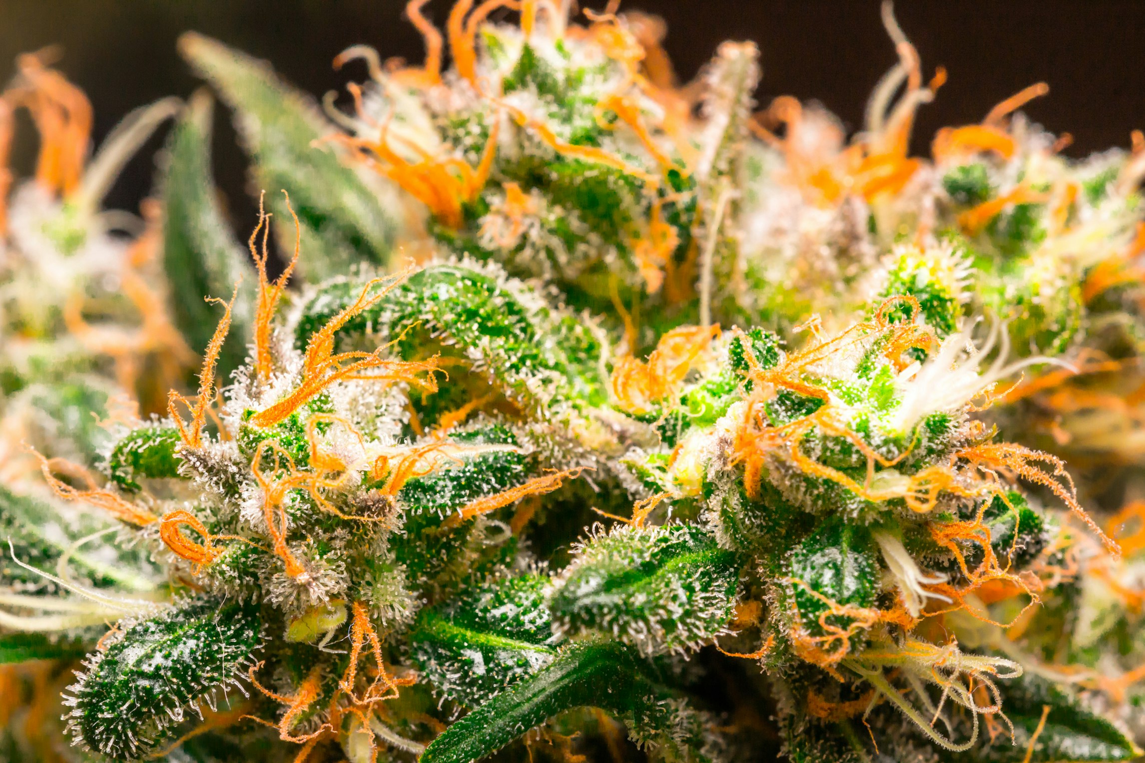 How does myrcene enhance medical cannabis