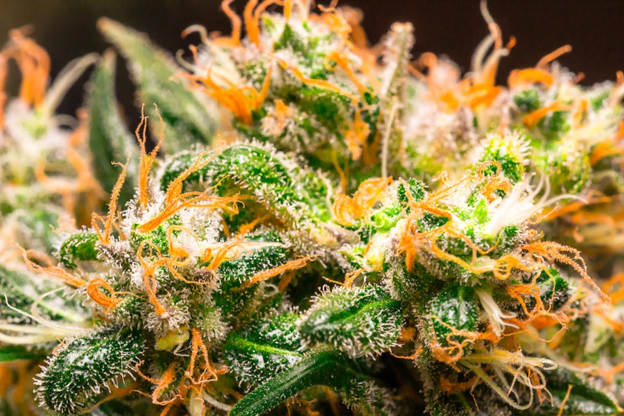 How does myrcene enhance medical cannabis