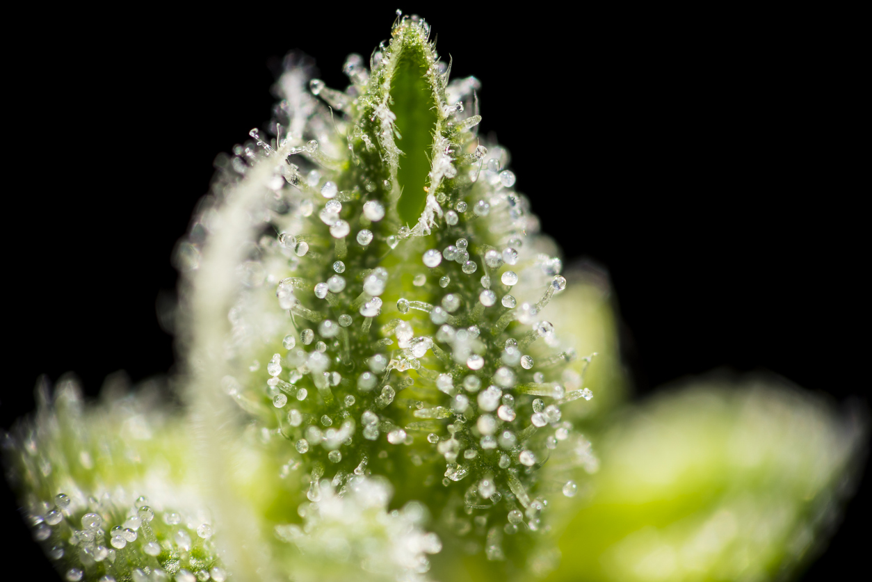 What is myrcene, and where is myrcene found
