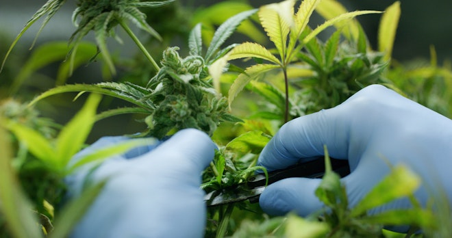 UK legalisation of medical cannabis