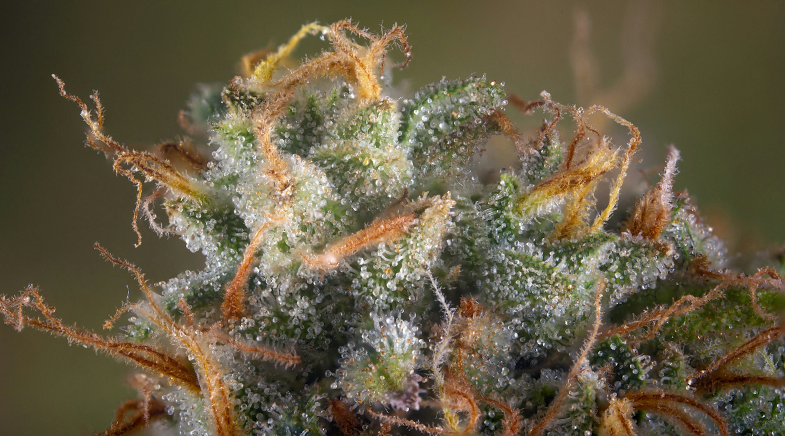 What is Alpha-Pinene What is Alpha-Pinene