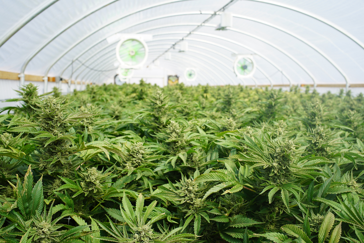 a new era of medical cannabis accessibility