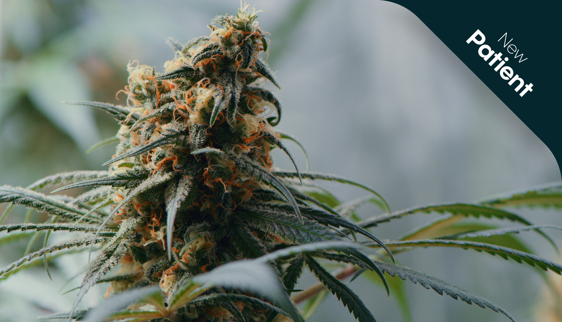 What are the potential long term effects of medical cannabis use