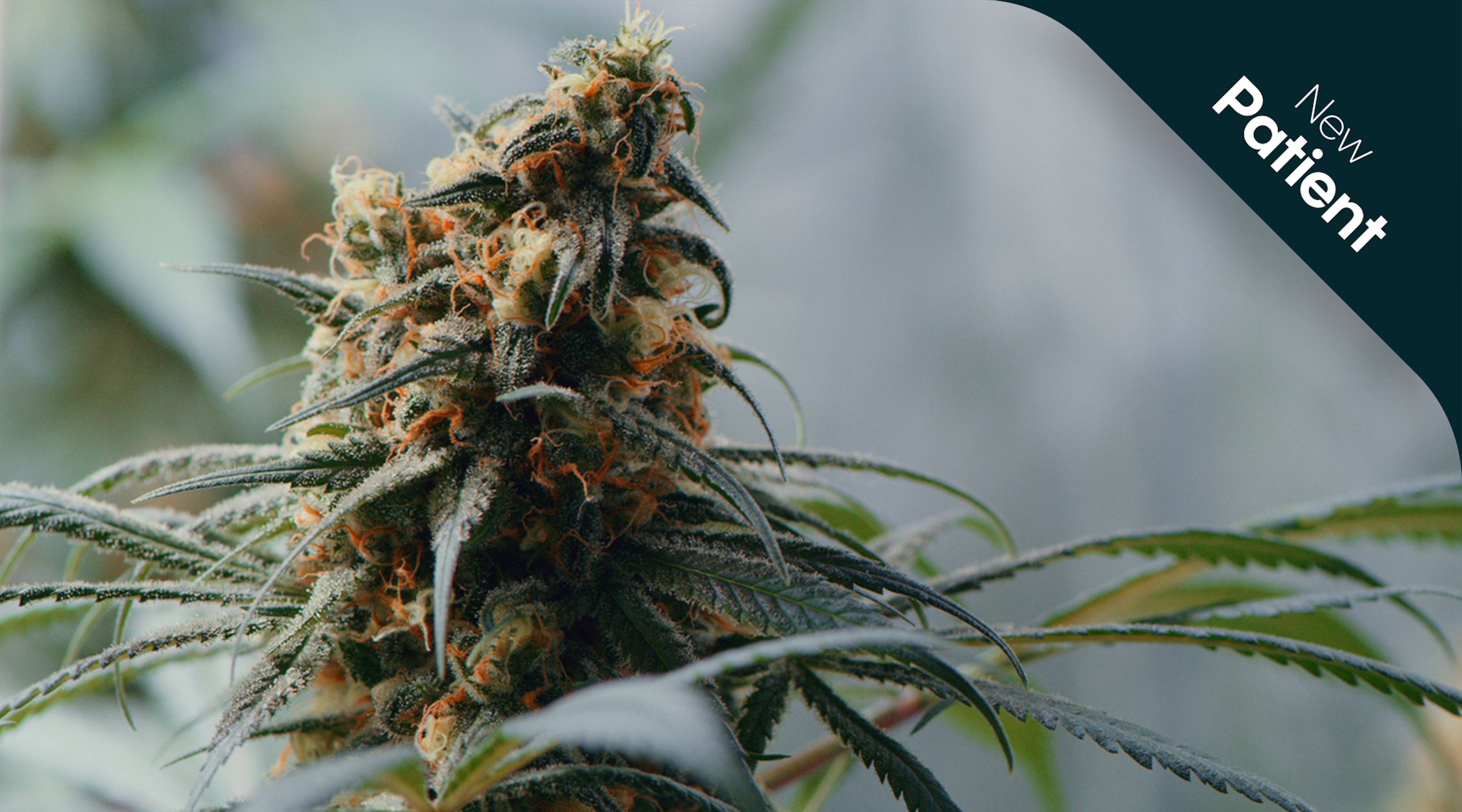 What are the potential long term effects of medical cannabis use What are the potential long term effects of medical cannabis use