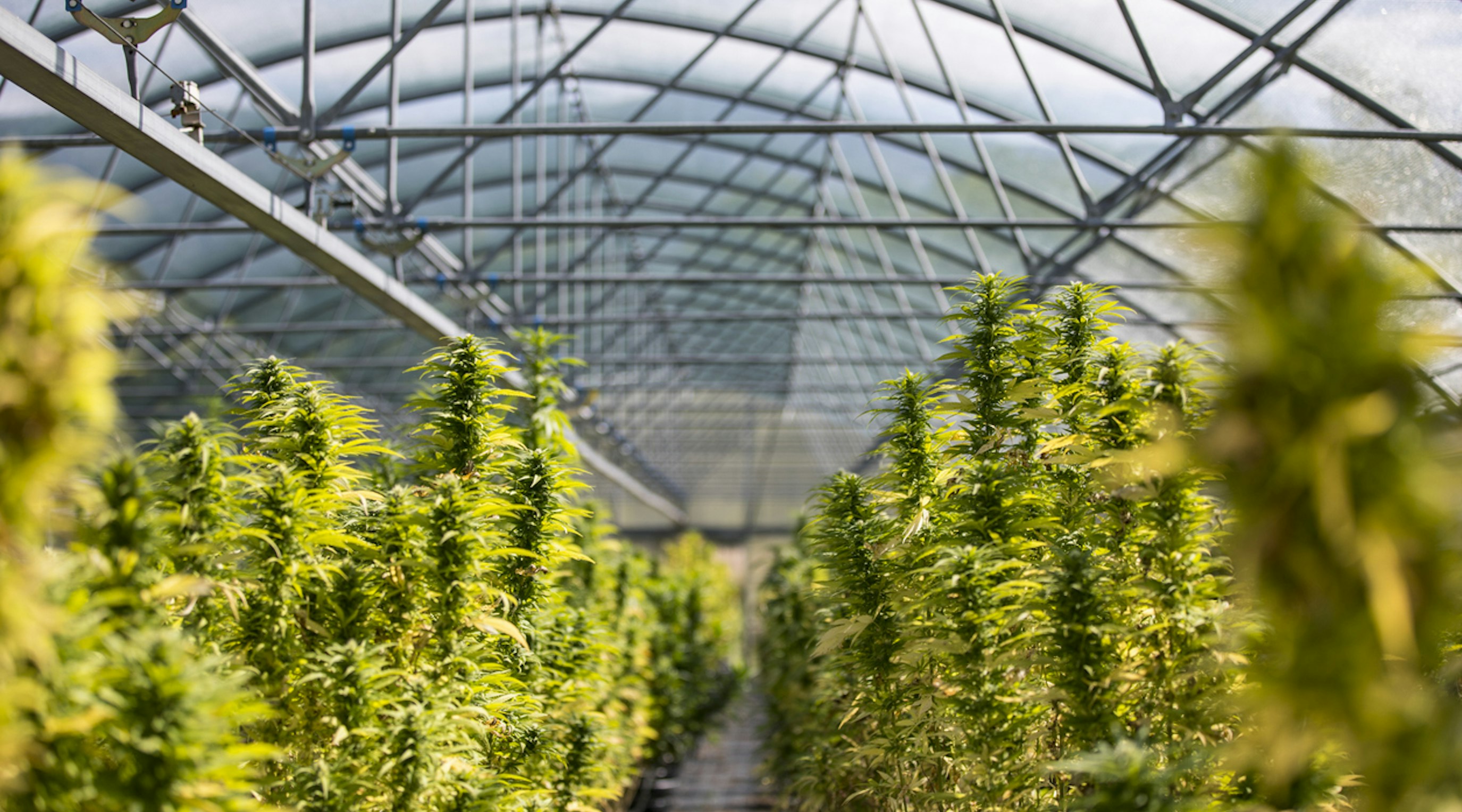 How to switch to Releaf How to switch cannabis clinics to Releaf