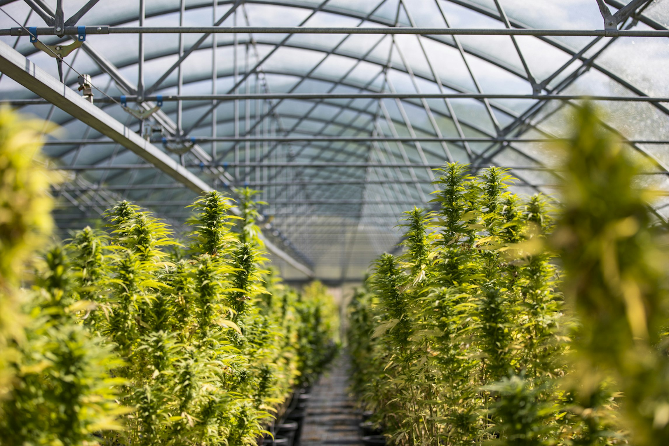 How to switch cannabis clinics to Releaf