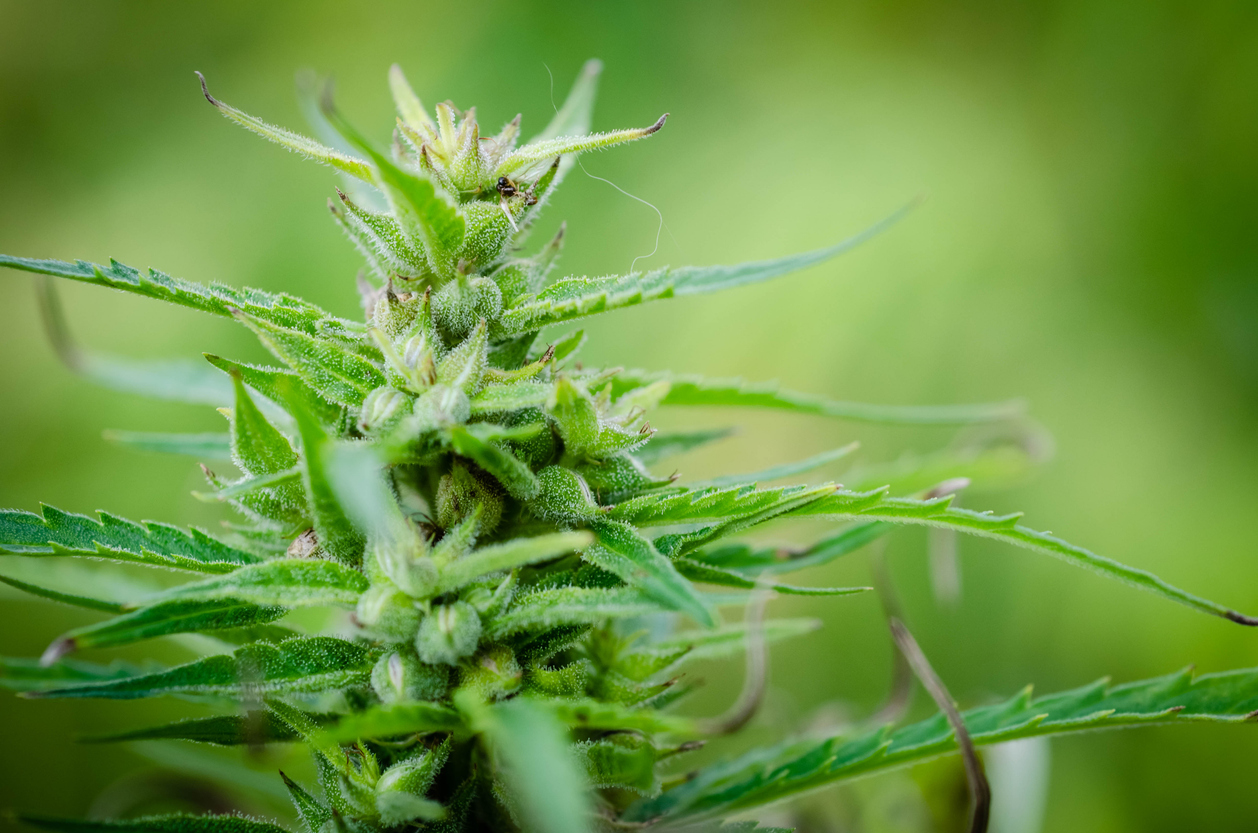 The compounds and medicinal properties of cannabis