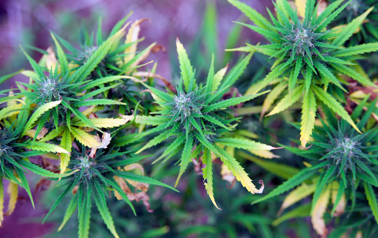 Cannabinoids and intestinal motility