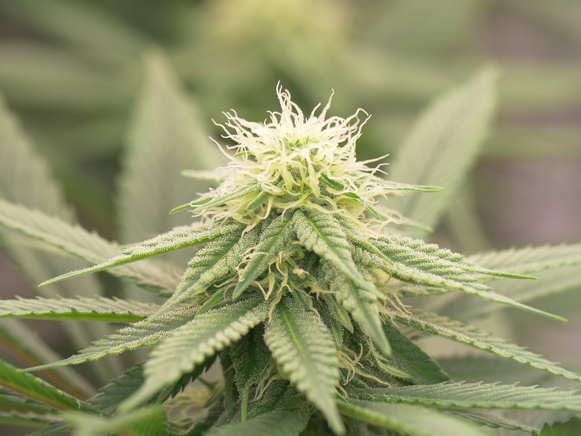 Best terpenes for PTSD symptoms 