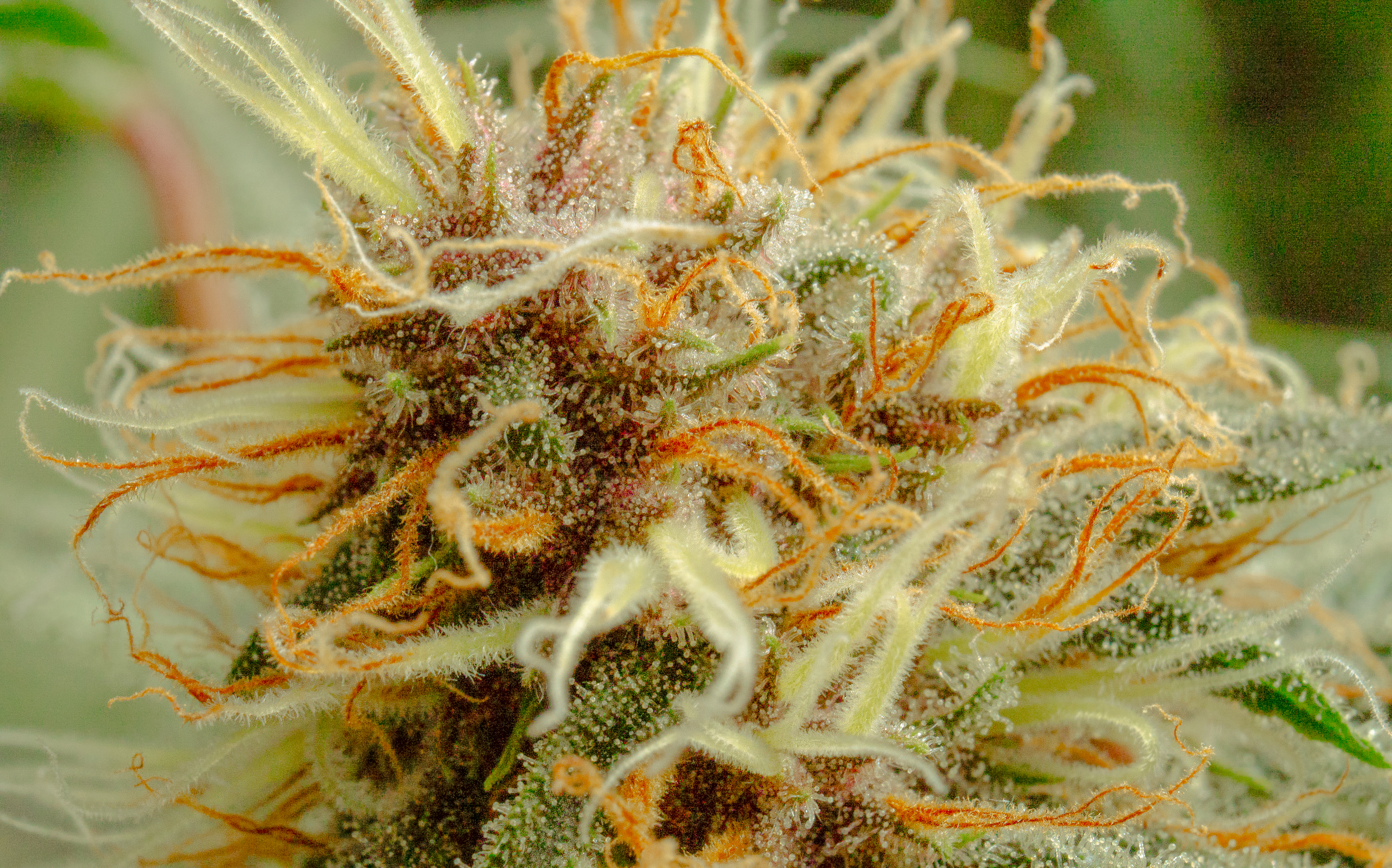 What are terpenes, and why are they important?