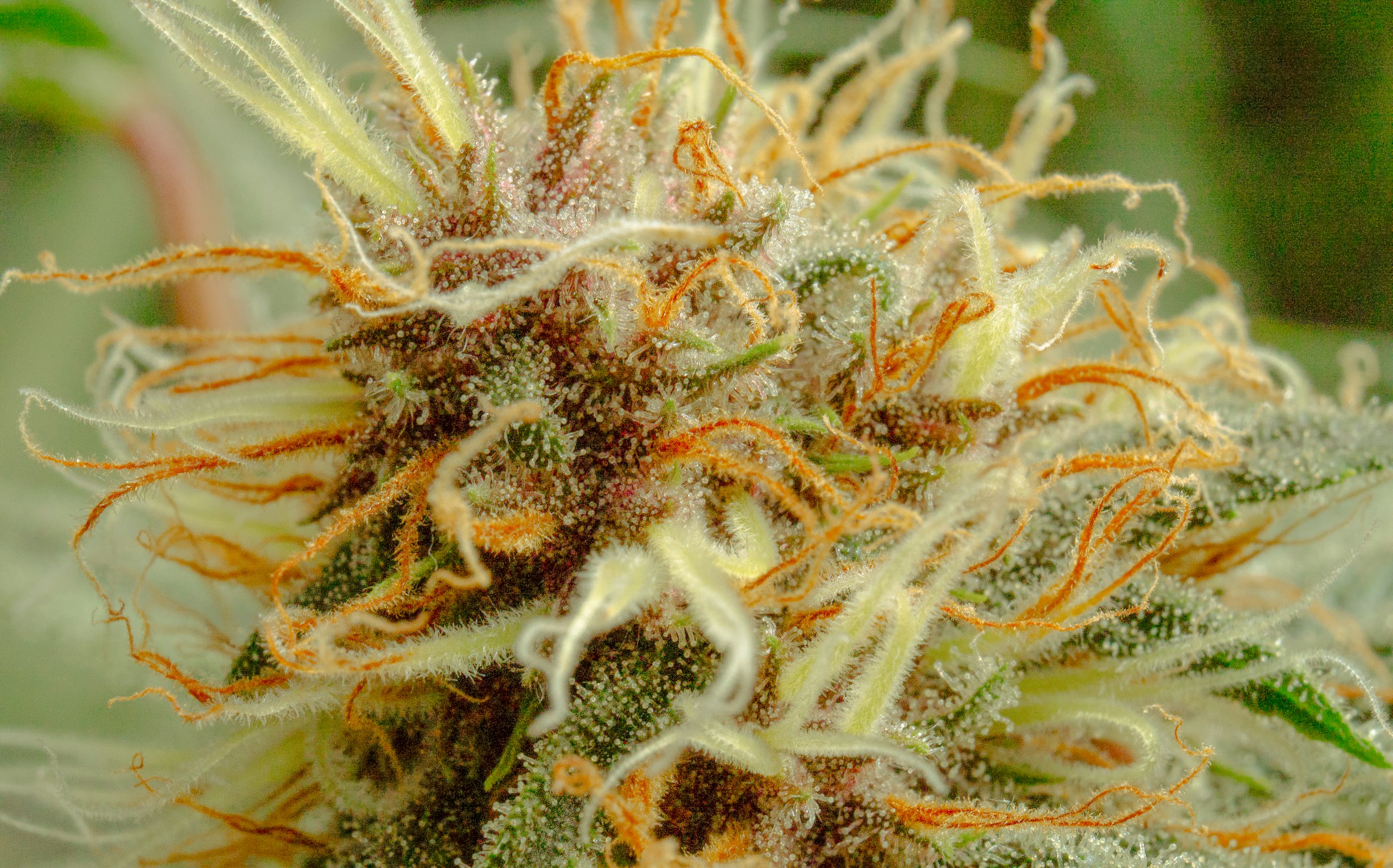 How long does CBD take to work?
