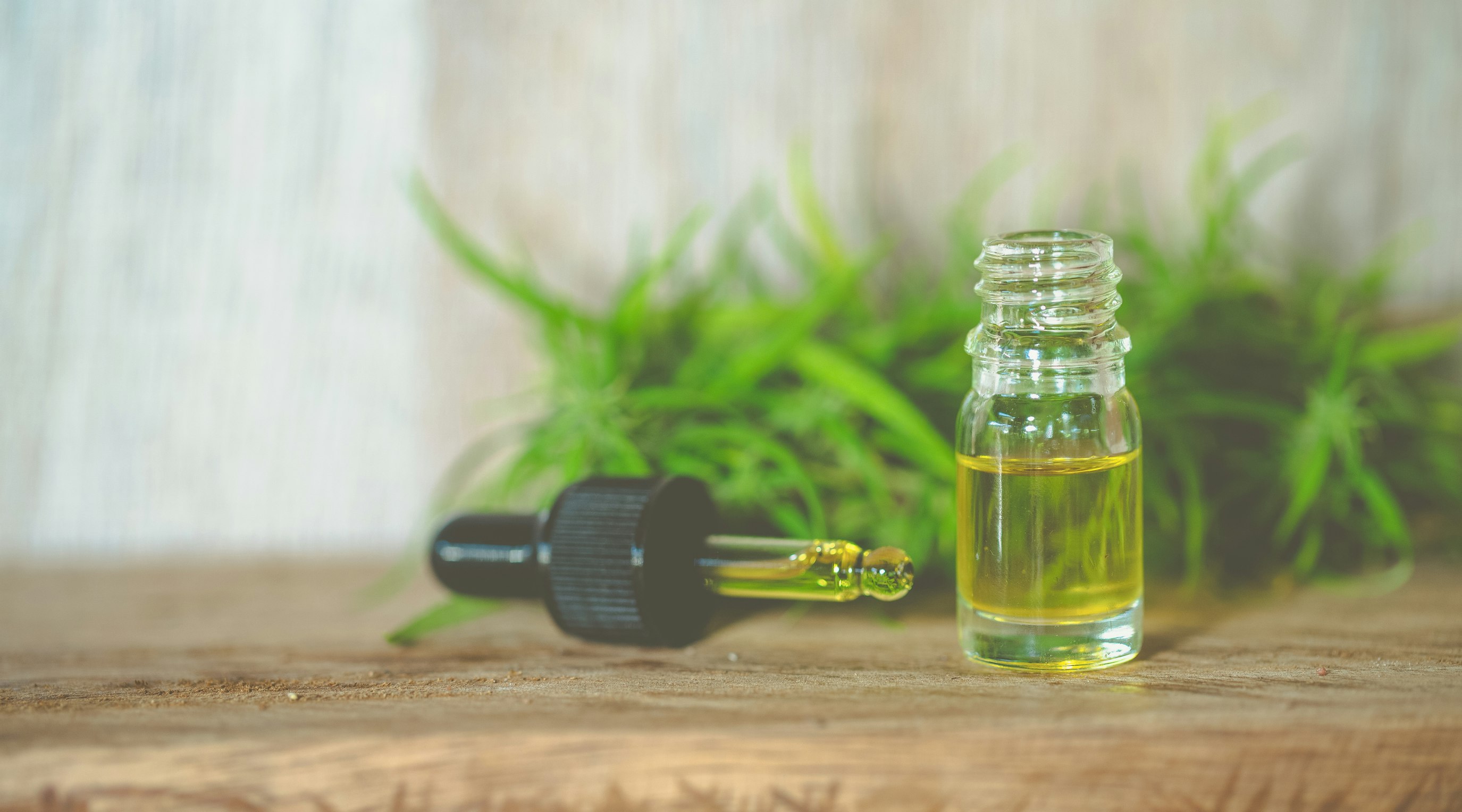 Cannabis oil versus CBD oil: key differences to note Cannabis oil versus CBD oil: key differences to note