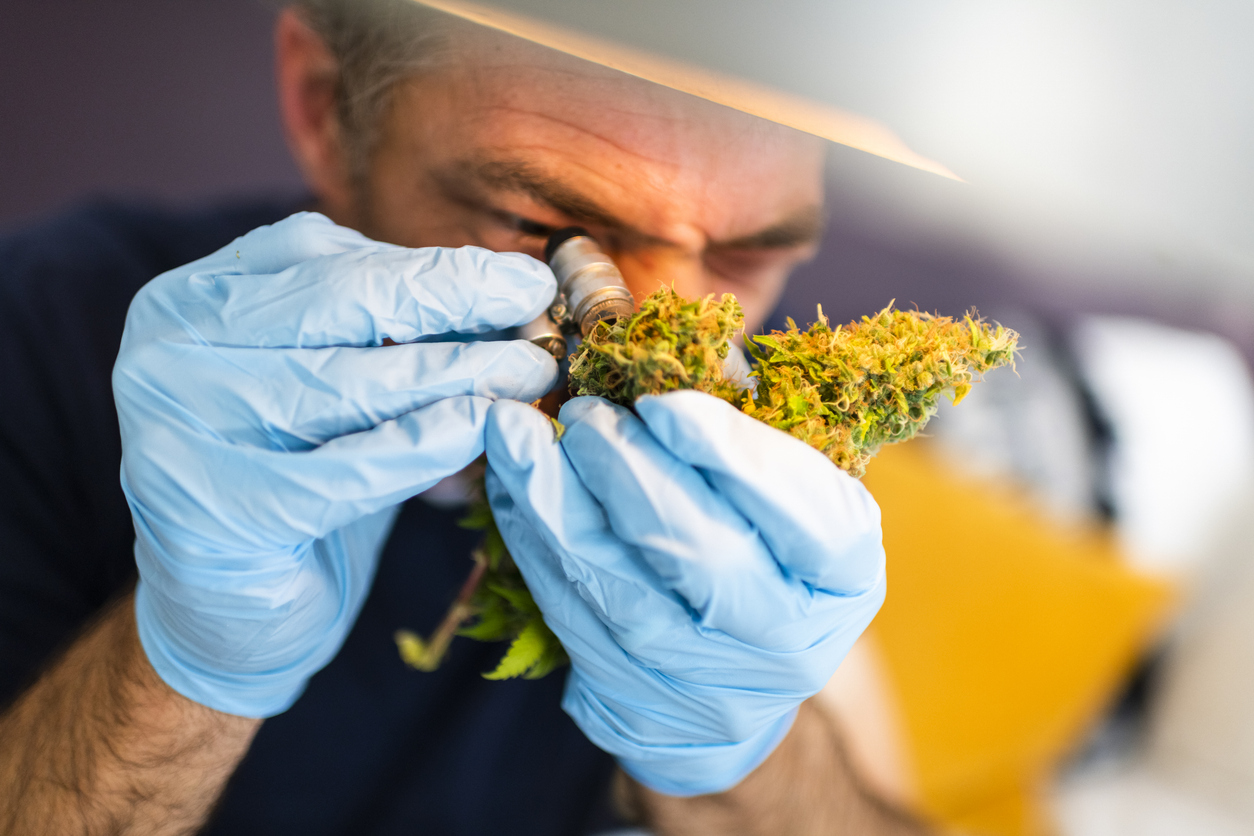 Does Cannabis Raise Blood Pressure