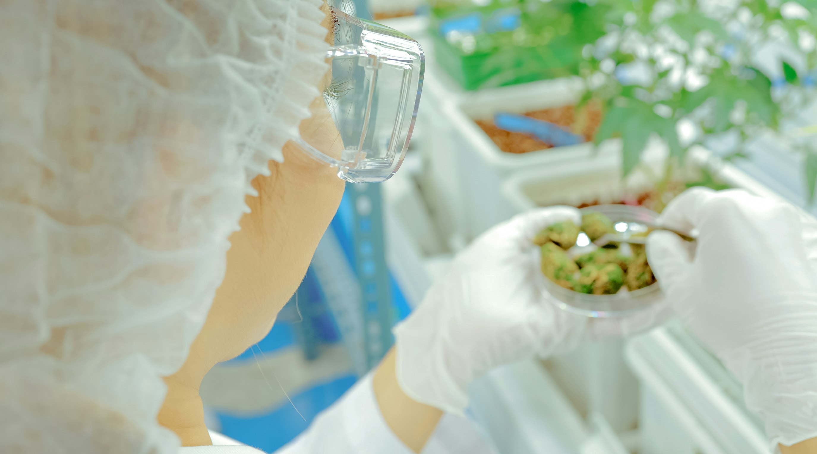 The pros and cons of medical cannabis The pros and cons of medical cannabis