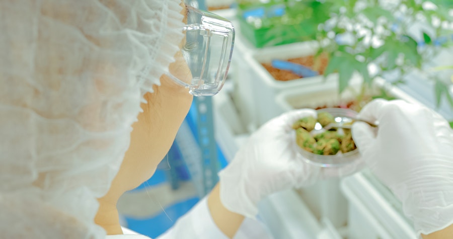 The pros and cons of medical cannabis