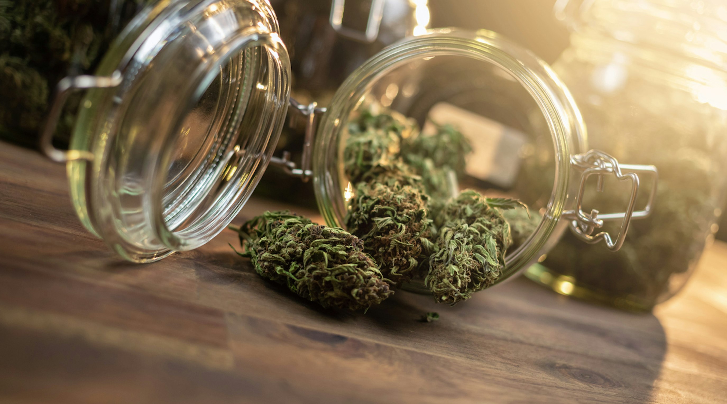 Understanding the differences between CBD flower and medical cannabis cultivars