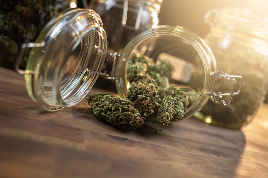 Understanding the differences between CBD flower and medical cannabis cultivars