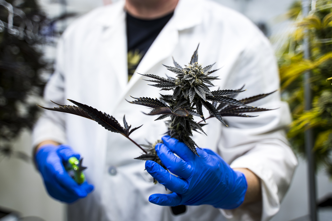 Medical cannabis cancer pain