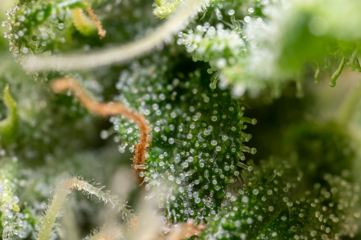 What is linalool