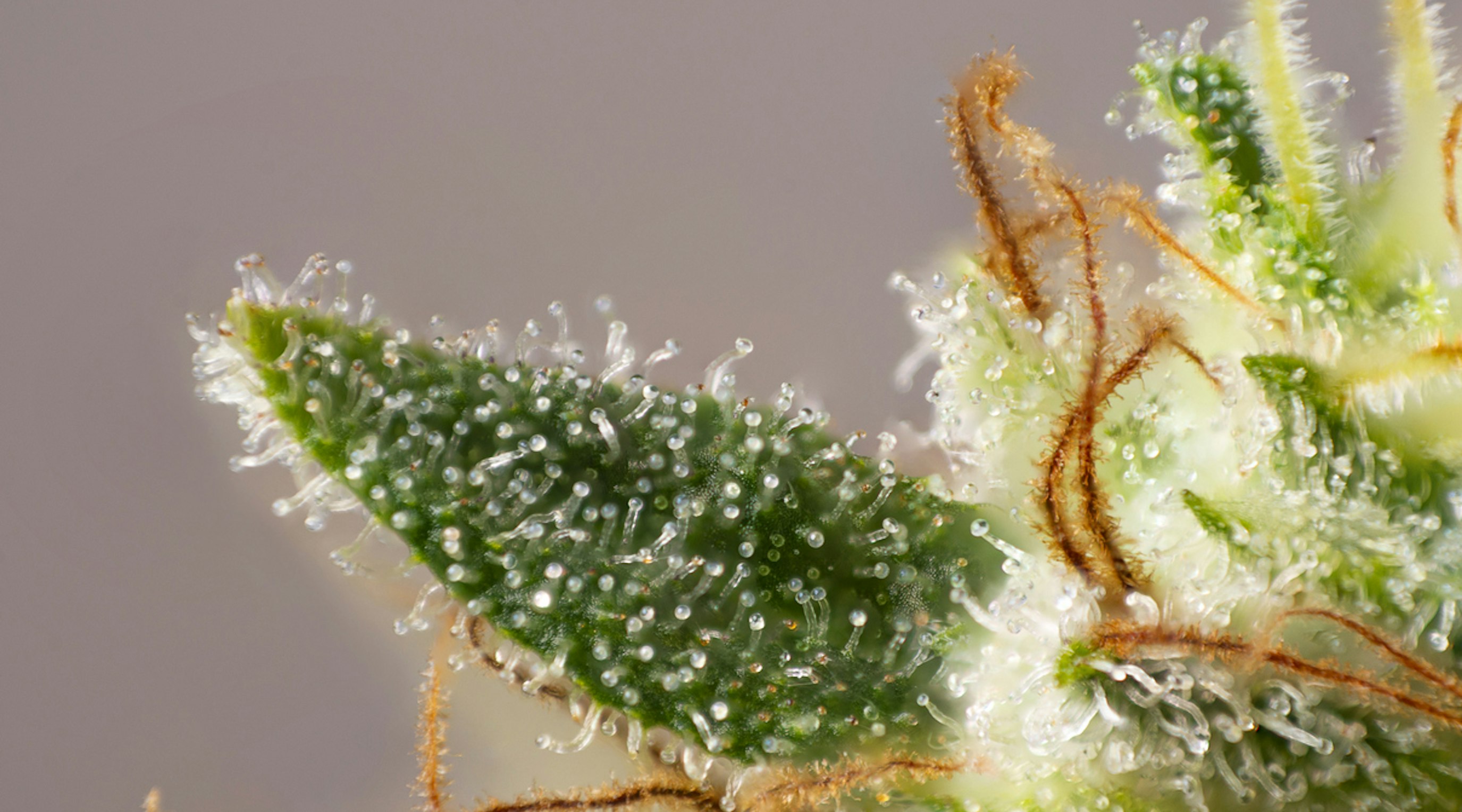 Linalool in medical cannabis Linalool in medical cannabis