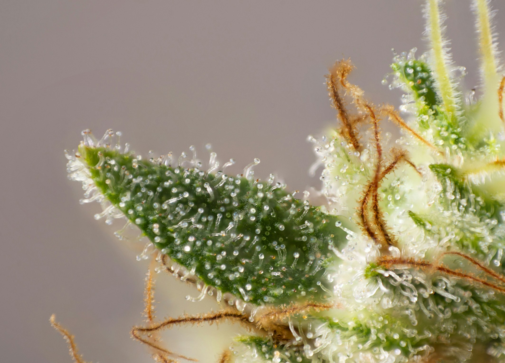 Linalool in medical cannabis