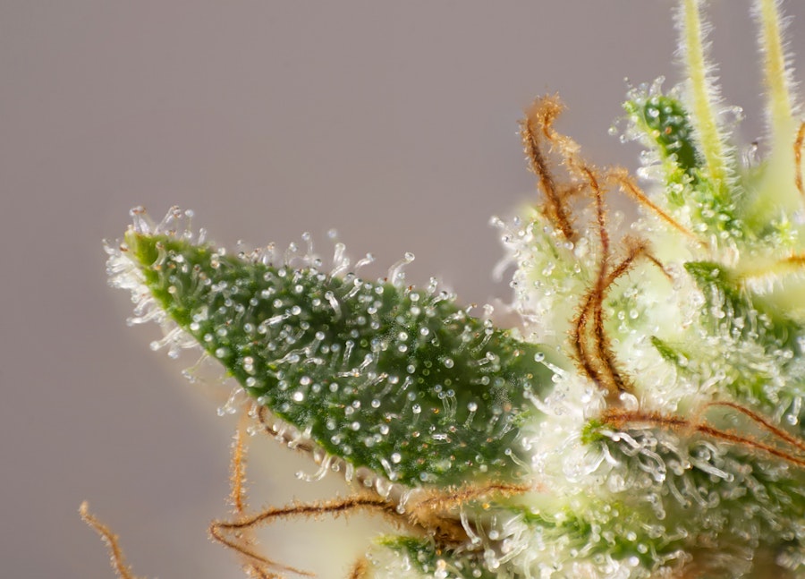 Linalool in medical cannabis