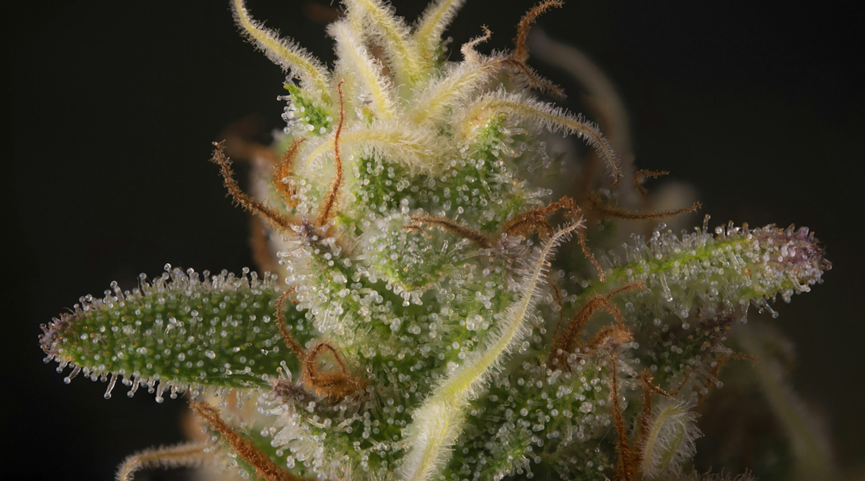 Cannabis terpenes ‘as effective as morphine’ Cannabis terpenes ‘as effective as morphine’