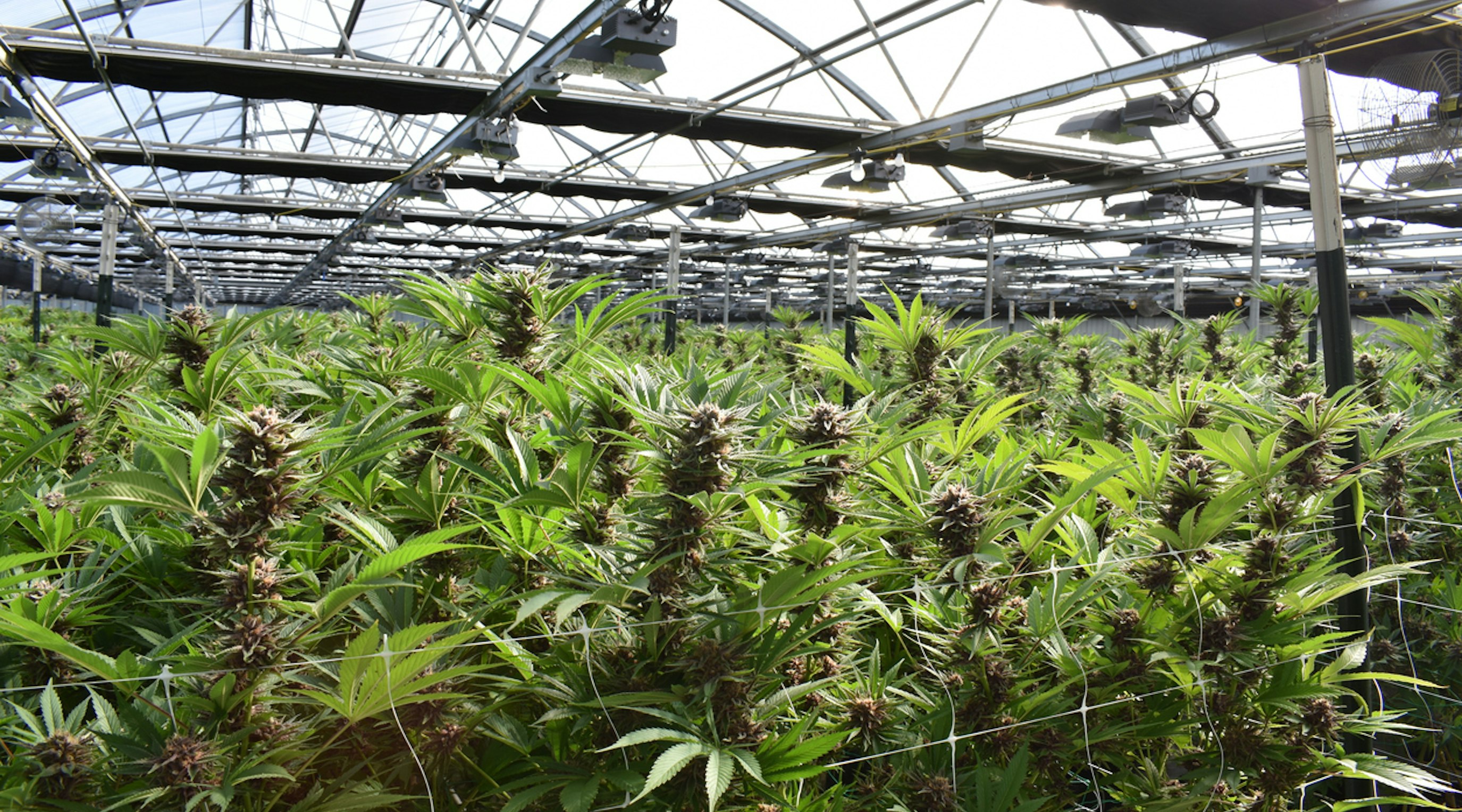 Is cannabis grown in the UK Is cannabis grown in the UK