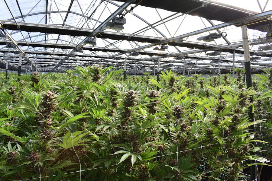 Is cannabis grown in the UK