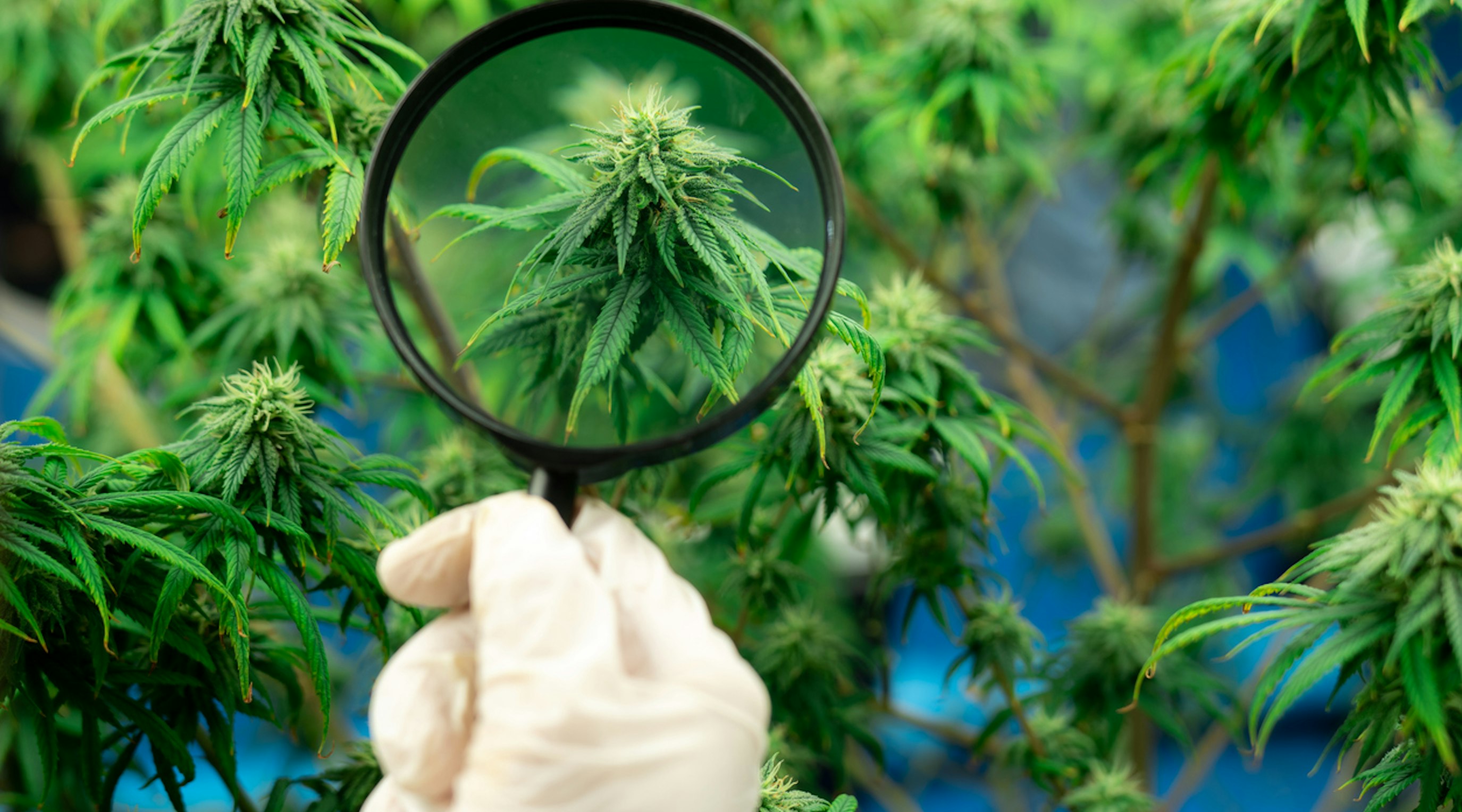 Understanding the lingo medical cannabis terminology Understanding the lingo medical cannabis terminology