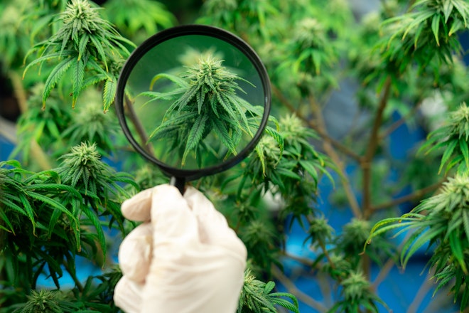 Understanding the lingo medical cannabis terminology